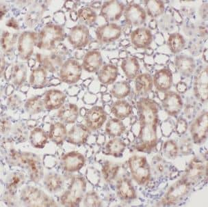 Immunohistochemistry: CLEC18A Antibody - BSA Free [NBP3-47588] - Immunohistochemistry of paraffin-embedded human kidney using (CLEC18A antibody) at dilution of 1:50