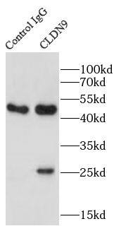 Immunoprecipitation: Claudin-9 Antibody - BSA Free [NBP3-47591] - IP result of anti Claudin 9(IP:,4μg; Detection: 1:500)with Hela cells lysate 1000μg.