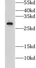 Western Blot: Claudin-22 Antibody - BSA Free [NBP3-47594] - Hela cells were subjected to SDS PAGE followed by western blot with (Claudin-22 antibody) at dilution of 1:500