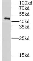 Western Blot Creatine kinase MT 1A Antibody - BSA Free
