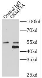 Immunoprecipitation Creatine kinase MT 1A Antibody - BSA Free