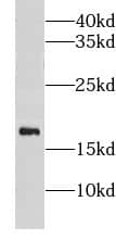 Western Blot: CISD1 Antibody - BSA Free [NBP3-47599] - Mouse skeletal muscle tissue were subjected to SDS PAGE followed by western blot with (CISD1 antibody) at dilution of 1:4000