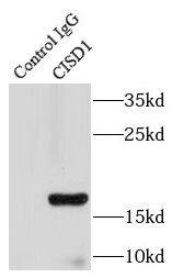 Immunoprecipitation: CISD1 Antibody - BSA Free [NBP3-47599] - IP Result of anti-CISD1 (IP:, 3ug; Detection: 1:2000) with HepG2 cells lysate 600ug.