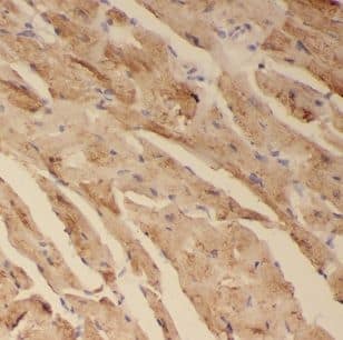 Immunohistochemistry: CISD1 Antibody - BSA Free [NBP3-47599] - Immunohistochemistry of paraffin-embedded human heart using (CISD1 antibody) at dilution of 1:100