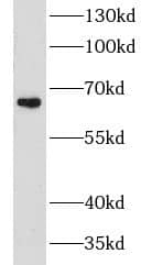 Western Blot CHSY1 Antibody - BSA Free