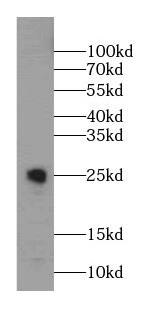 Western Blot CHST13 Antibody - BSA Free