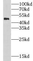 Western Blot Nicotinic Acetylcholine R alpha 10/CHRNA10 Antibody - BSA Free