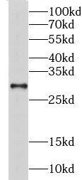 Western Blot: CHMP6 Antibody - BSA Free [NBP3-47622] - Mouse testis tissue were subjected to SDS PAGE followed by western blot with (CHMP6 antibody) at dilution of 1:800