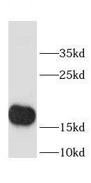 Western Blot: CHCHD2 Antibody - BSA Free [NBP3-47629] - HepG2 cells were subjected to SDS PAGE followed by western blot with ( CHCHD2 Antibody) at dilution of 1:600