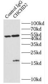 Immunoprecipitation: CHCHD2 Antibody - BSA Free [NBP3-47629] - IP result of anti-CHCHD2(IP:, 4ug; Detection: 1:1000) with HepG2 cells lysate 2520 ug