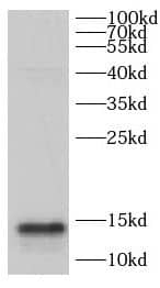 Western Blot: CHCHD10 Antibody - BSA Free [NBP3-47630] - Mouse heart tissue were subjected to SDS PAGE followed by western blot with (CHCHD10 Antibody) at dilution of 1:600