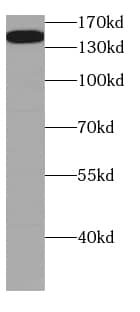 Western Blot CGNL1 Antibody - BSA Free