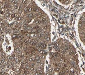 Immunohistochemistry: CEPT1 Antibody - BSA Free [NBP3-47637] - Immunohistochemical of paraffin-embedded human pancreas using (CEPT1 antibody) at dilution of 1:50