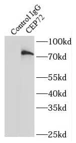 Immunoprecipitation CEP72 Antibody - BSA Free