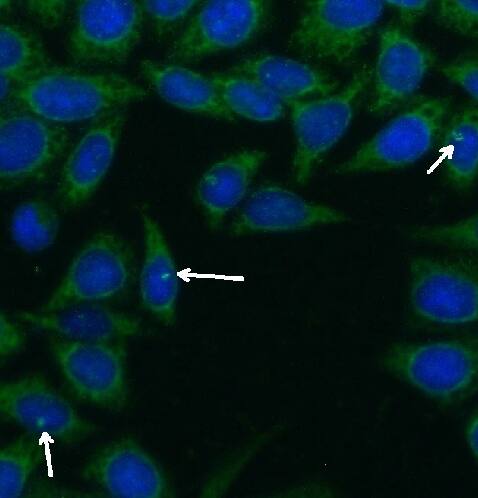 Immunocytochemistry/ Immunofluorescence: CEP290 Antibody - BSA Free [NBP3-47642] - Immunofluorescent analysis of ( -20℃ Ethanol ) fixed HeLa cells using  ( CEP290 Antibody) at dilution of 1:50 and Alexa Fluor 488-conjugated AffiniPure Goat Anti-Rabbit IgG(H+L)