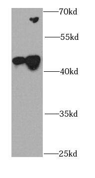 Western Blot CDK10 Antibody - BSA Free
