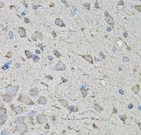 Immunohistochemistry: CDK10 Antibody - BSA Free [NBP3-47656] - Immunohistochemical of paraffin-embedded mouse brain using (CDK10 antibody) at dilution of 1:100