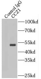 Immunoprecipitation: CCZ1 Antibody - BSA Free [NBP3-47670] - IP Result of anti-CCZ1 (IP:, 4ug; Detection: 1:500) with NIH/3T3 cells lysate 1500ug.
