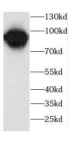 Western Blot CPR8 Antibody - BSA Free
