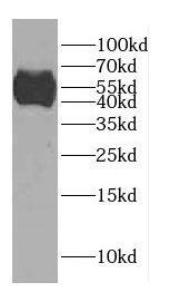 Western Blot CCDC62 Antibody - BSA Free