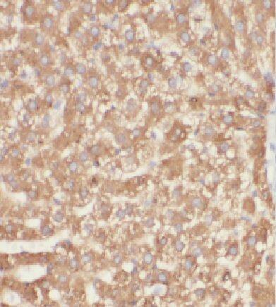 Immunohistochemistry coiled-coil domain containing 53 Antibody - BSA Free