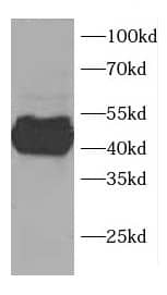 Western Blot: CCDC51 Antibody - BSA Free [NBP3-47688] - HeLa cells were subjected to SDS PAGE followed by western blot with (CCDC51 antibody) at dilution of 1:500