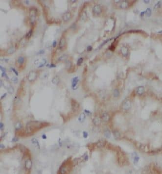 Immunohistochemistry: Ymer Antibody - BSA Free [NBP3-47689] - Immunohistochemistry of paraffin-embedded human kidney using (Ymer