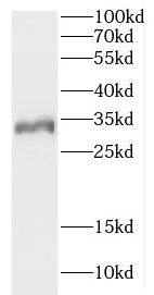 Western Blot CCDC28B Antibody - BSA Free