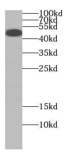 Western Blot: CPA5 Antibody - BSA Free [NBP3-47713] - PC-3 cells were subjected to SDS PAGE followed by western blot with (CPA5 antibody) at dilution of 1:500