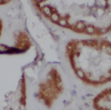 Immunohistochemistry: CAMSAP1L1 Antibody - BSA Free [NBP3-47716] - Immunohistochemistry of paraffin-embedded human kidney using (CAMSAP1L1 antibody) at dilution of 1:100