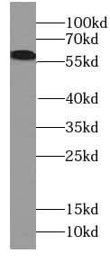 Western Blot Calicin Antibody - BSA Free