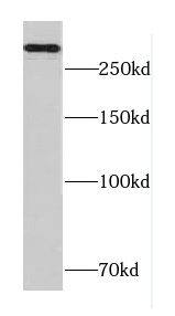 Western Blot Cav2.2 Antibody - BSA Free