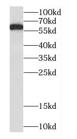 Western Blot: CABC1 Antibody - BSA Free [NBP3-47734] - Hela cells were subjected to SDS PAGE followed by western blot with (CABC1 antibody) at dilution of 1:2000