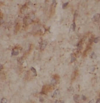 Immunohistochemistry CA11 Antibody - BSA Free