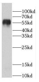 Western Blot: TTI2 Antibody - BSA Free [NBP3-47739] - HeLa cells were subjected to SDS PAGE followed by western blot with ( TTI2 Antibody) at dilution of 1:500