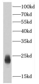 Western Blot: C7orf50 Antibody - BSA Free [NBP3-47741] - LO2 cells were subjected to SDS PAGE followed by western blot with (C7orf50 antibody) at dilution of 1:2000
