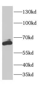 Western Blot: C7orf31 Antibody - BSA Free [NBP3-47743] - Mouse testis tissue were subjected to SDS PAGE followed by western blot with  (C7orf31 antibody) at dilution of 1:300