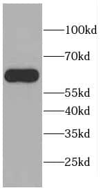 Western Blot CEP57L1 Antibody - BSA Free