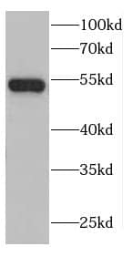 Western Blot STG Antibody - BSA Free