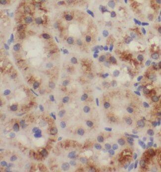 Immunohistochemistry TRAPPC13 Antibody - BSA Free