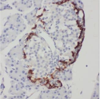 Immunohistochemistry: C5orf24 Antibody - BSA Free [NBP3-47754] - Immunohistochemistry of paraffin-embedded human pancreas slide using (C5orf24 Antibody) at dilution of 1:50