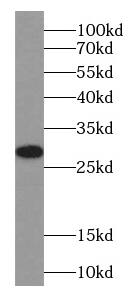 Western Blot: SMCO1 Antibody - BSA Free [NBP3-47758] - Mouse heart tissue were subjected to SDS PAGE followed by western blot with ( SMCO1 Antibody) at dilution of 1:600