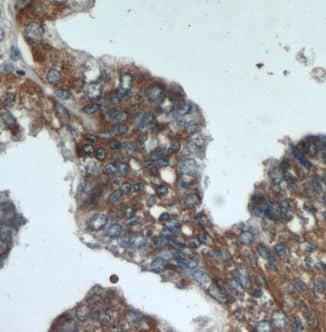 Immunohistochemistry XXYLT1 Antibody - BSA Free