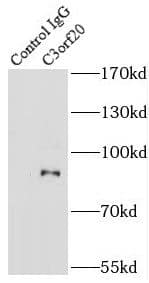 Immunoprecipitation: C3orf20 Antibody - BSA Free [NBP3-47761] - IP Result of anti-C3orf20 (IP:, 3ug; Detection: 1:500) with mouse brain tissue lysate 10000ug.