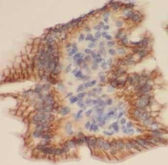 Immunohistochemistry: MAIP1 Antibody - BSA Free [NBP3-47765] - Immunohistochemistry of paraffin-embedded human small intestine tissue slide using (MAIP1 Antibody) at dilution of 1:50