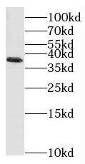Western Blot MAIP1 Antibody - BSA Free