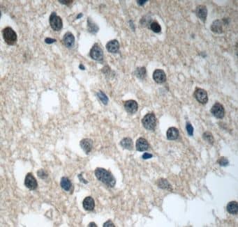 Immunohistochemistry: C21orf58 Antibody - BSA Free [NBP3-47768] - Immunohistochemistry of paraffin-embedded human brain tissue slide using (C21orf58 antibody) at dilution of 1:50