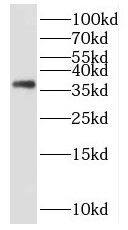Western Blot FNDC11 Antibody - BSA Free