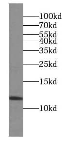 Western Blot: PPDPF Antibody - BSA Free [NBP3-47778] - Mouse pancreas tissue were subjected to SDS PAGE followed by western blot with (PPDPF antibody) at dilution of 1:300