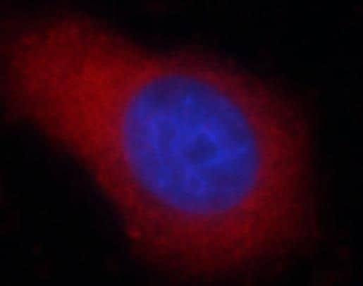 Immunocytochemistry/ Immunofluorescence: PPDPF Antibody - BSA Free [NBP3-47778] - Immunofluorescent analysis of Hela cells, using (PPDPF antibody) at 1:25 dilution. Blue pseudocolor = DAPI (fluorescent DNA dye).